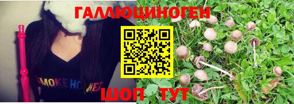 Галлюциногенные грибы Psilocybe  Вход с VPN  Гатчина 